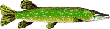pike.gif (2299 bytes)